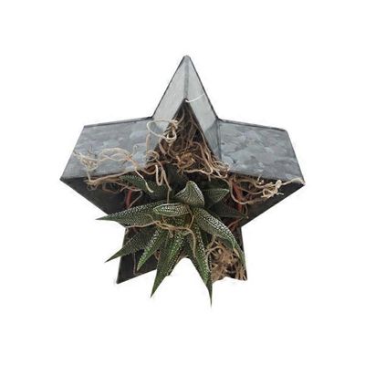 Star Succulent