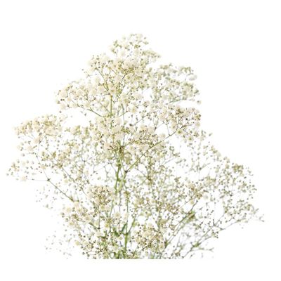 Baby's Breath Bunch
