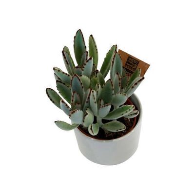 Large Succulent in Ceramic