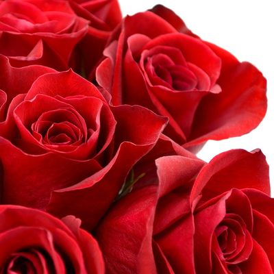 Debi Lilly Red Roses