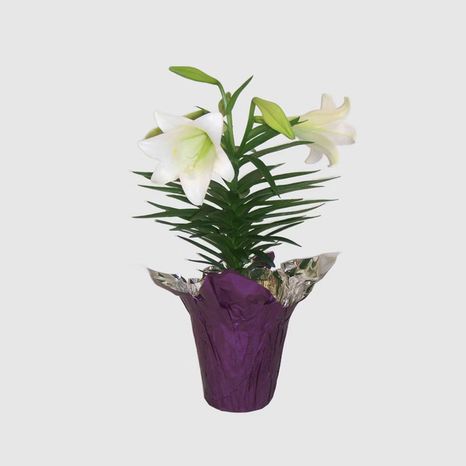 Good Little Garden Live Easter Lily Potted Plant With Pot Cover