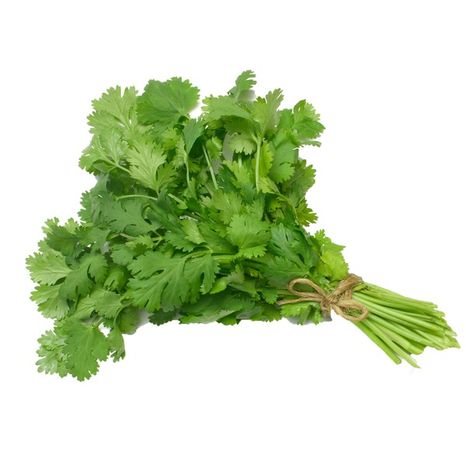 Organic Cilantro