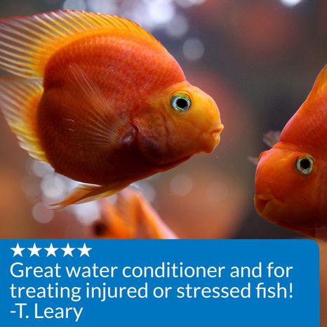 API Stress Coat+ Aquarium Makes Tap Water Safe