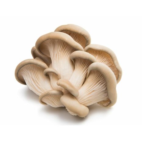 Oyster Mushrooms