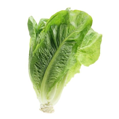 Romaine Lettuce Heart
