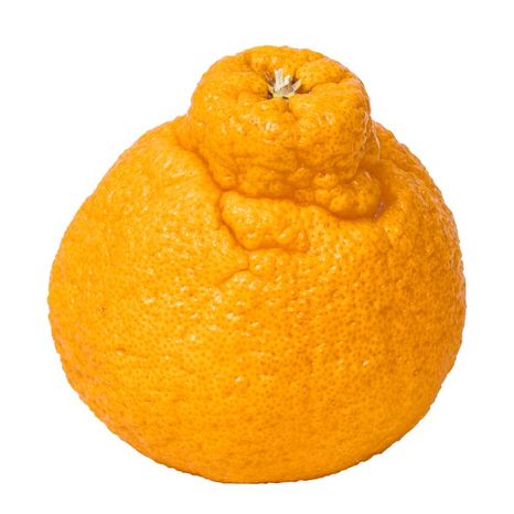 Sumo Mandarin