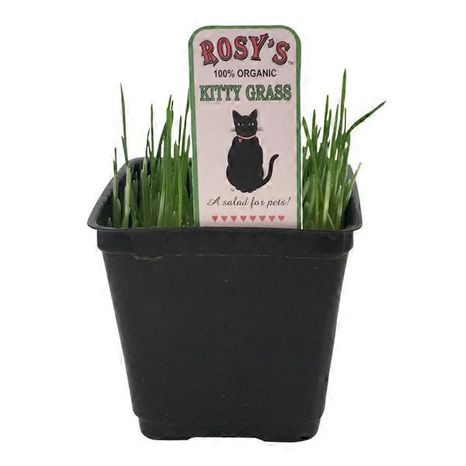 Rosy's Organic Kitty Grass, 4 Inch