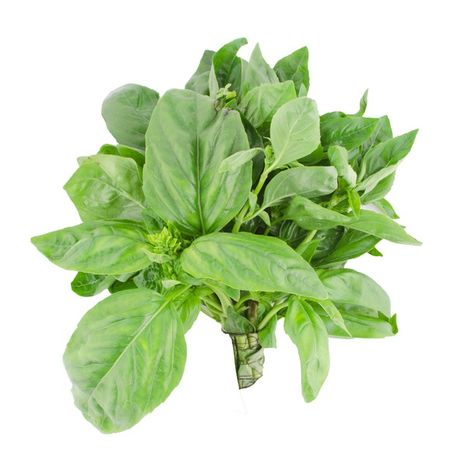 Organic Basil
