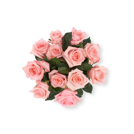 Bloom Haus Pink Roses