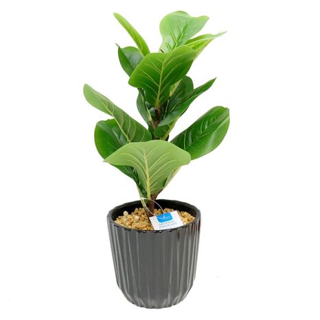 Artificial Fig Plant In Ceramic Pot, Large - Black