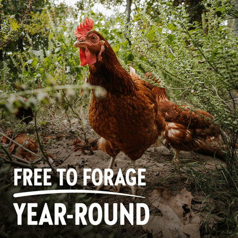 Vital Farms 18 ct Pasture Raised Large Grade A Eggs