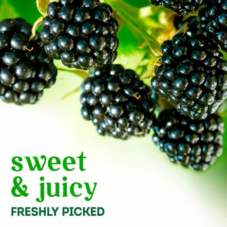 Organic Blackberries