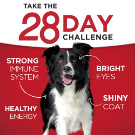 Purina ONE Natural Pate Wet Dog Food Variety Pack, SmartBlend Chicken Entree & Beef Entree