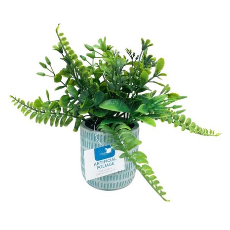 Plant in Pot