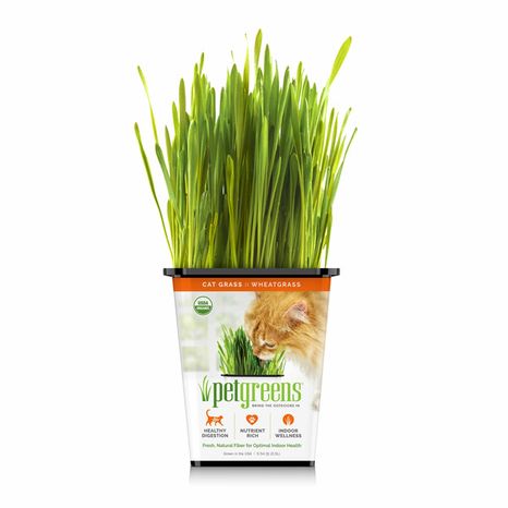 Pet Greens Original Wheat Grass Certified Organic Pet Grass Gluten Free