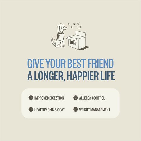 Ollie Beef Dish With Sweet Potatoes Dog Food