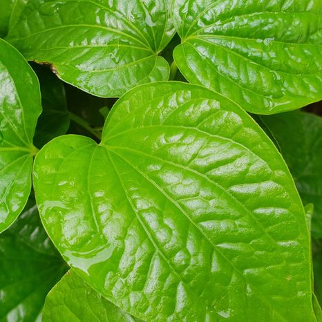 Nature's Answer Kava 6 Capsules