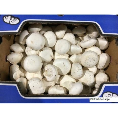 Large Mushrooms