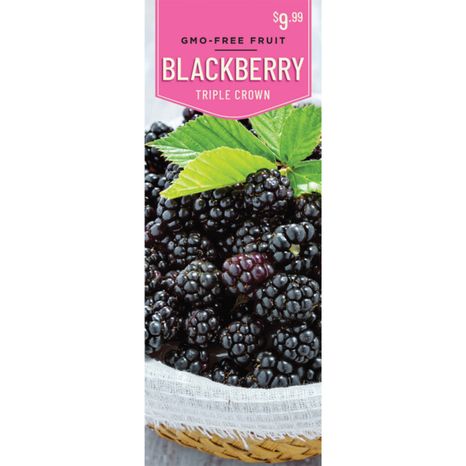 Triple Crown Blackberry