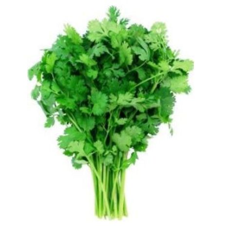 Cilantro Bunch