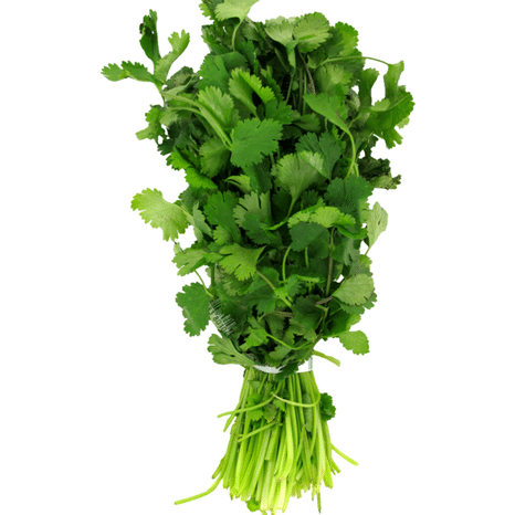Cilantro
