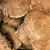 Shiitake Mushroom