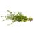 Marjoram