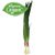 Organic Green Onions (Scallions)