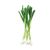 Vidalia Onion