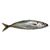 Whole Boston Mackerel