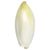 Belgian Endive