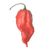 Scorpion Pepper