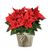 Red Poinsettia
