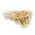 Enoki Mushroom