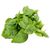 Buckeye Fresh Basil