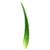 Aloe Vera Leaf