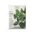Botanical Interests Inc Lavewa Spinach Seeds