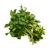 Watercress