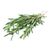 Organic Rosemary