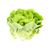 Organic Lettuce