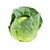 Cabbage