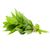 Spearmint Package