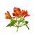 Stock Combo Alstroemeria