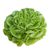 Butterhead (Boston, Butter, Bibb) Lettuce