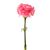 Carnations