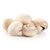 Organic Mushroom