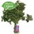 Curly Parsley