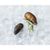 Live Farmed Black Pacific Mussels