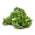 Organic Kale