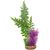 Imagitarium Green & Purple Fiesta Seagrass Plastic Aquarium Plant